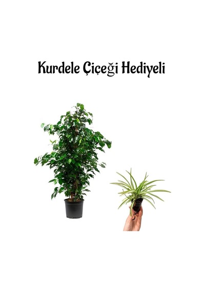 Kadınlar Gününe Özel Hediyeli Yeşil Benjamin Bitkisi Kurdele Çiçeği Hediyeli Salon Bitkisi