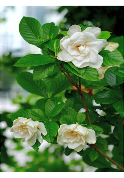 Gardenya Çiçeği 30 50 Cm 1 Adet Saksılı/ Tüplü Çiçekli Bahçe Bitkisi Balkon Gardenia