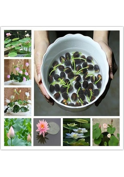 Eko Paket 5 Tohum İthal Lotus Tohumu Nilüfer Lotus Çiçeği Zambak