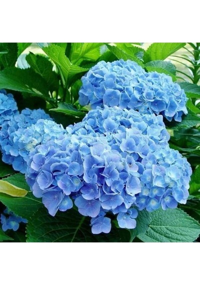 Videolu 1 Adet Ithal Mavi Çiçekli Ortanca Çiçeği 40-70 Cm Saksılı Çiçekli Bodur Bitkiler Hydrangea