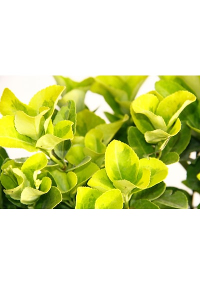 Gold Taflan Euonymus Japonica Aurea Sarı Çit Bitkisi 6 Li Dikim Sarı Saksıda 2 Adet