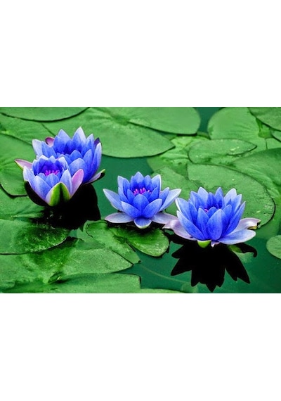 Eko Paket 5 Tohum İthal Lotus Tohumu Nilüfer Lotus Çiçeği Zambak