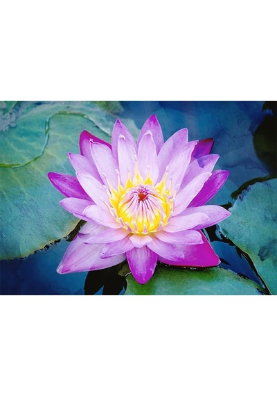 10 Adet Mor Lotus Tohumu Nilüfer Tohumu