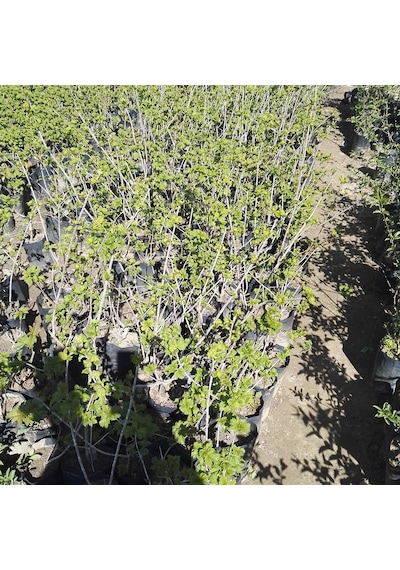 Çınar Kartopu Çiçeği Viburnum Opulus