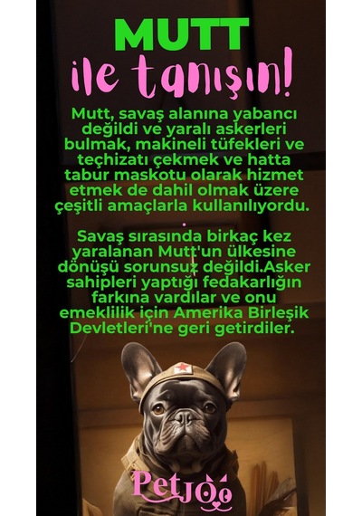 Petjoo 10.Mutt Pembe-Yeşil Qr'lı Köpek Künyesi