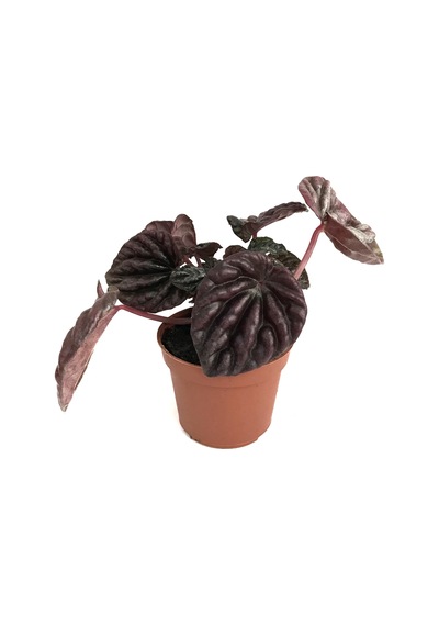 Peperomia Schumi Red (Zümrüt Dalgası Çiçeği) Ø5,5 CM Y0-10 CM