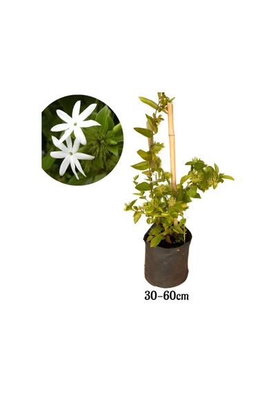 Ful Yasemin Çiçeği Yoğun Kokulu 30-60cm Sarmaşık Bitki Jasminum