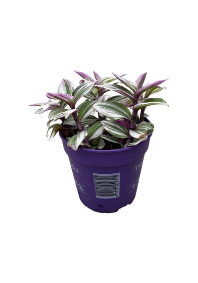 Tradescantia 'Nanouk' (Telgraf Çiçeği) Ø12 CM Y15-20 CM