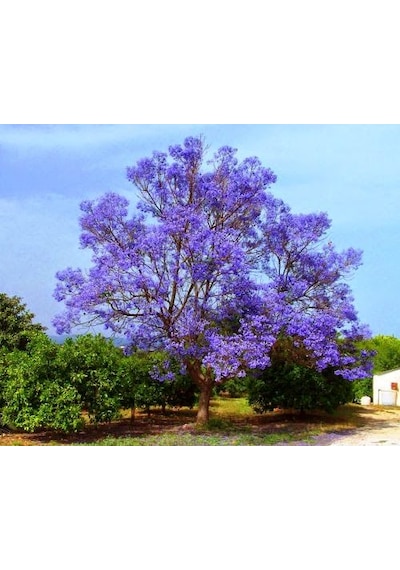 Çin Kavağı Paulownia Pavlonya Fidanı 15-25 Cm Saksılı