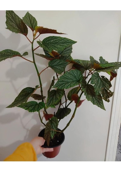 Çilli Begonya Cicegi - Buyuk Boy 50 -65 Cm