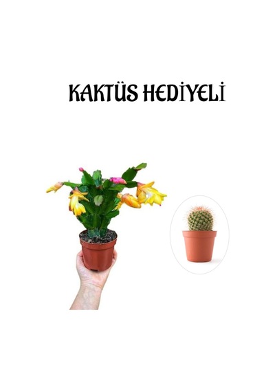 Öğretmenler Gününe Özel Sarı Renk Yılbaşı Çiçeği-kaktüsü Kaktüs Hediyeli