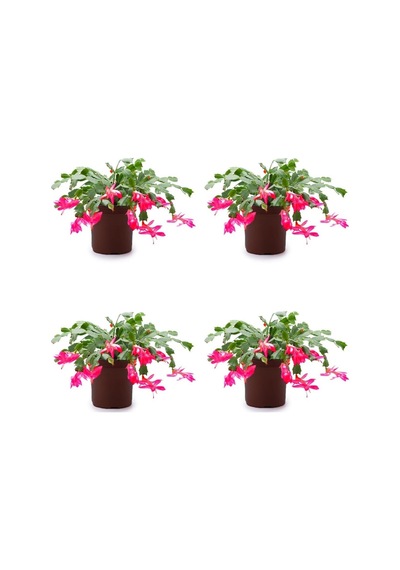 4 Adet Pembe Yılbaşı Çiçeği Bitkisi 15-30cm Saksılı Poinsettia