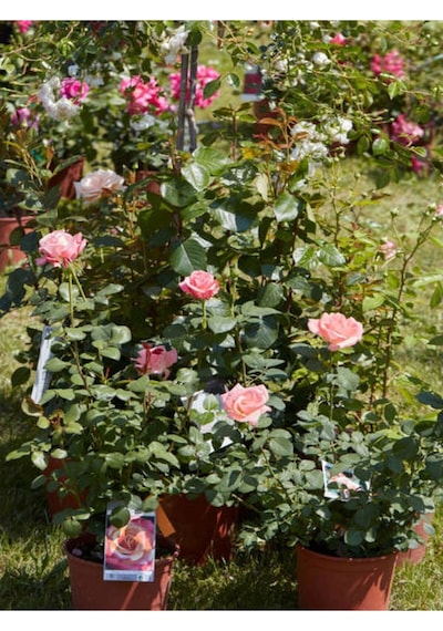 Yediveren Pembe 50-90 Cm Saksılı Aşılı Gül Pink Rose