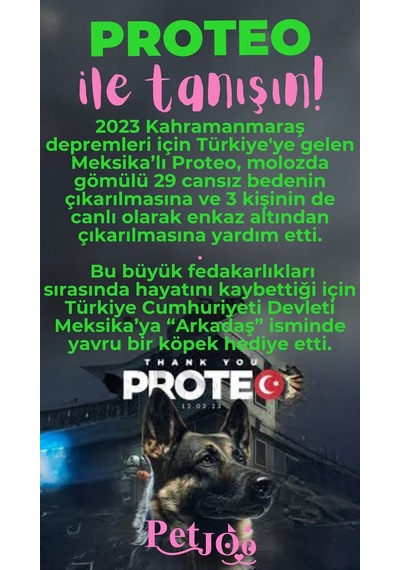 Petjoo 24.Proteo Pembe-Yeşil Qr'lı Köpek Künyesi