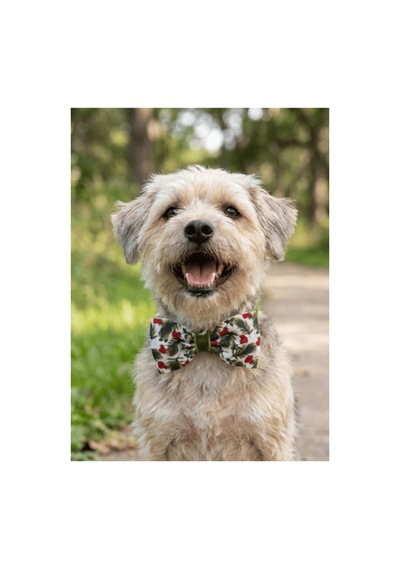 Köpek Papyon Tasma Yeşil