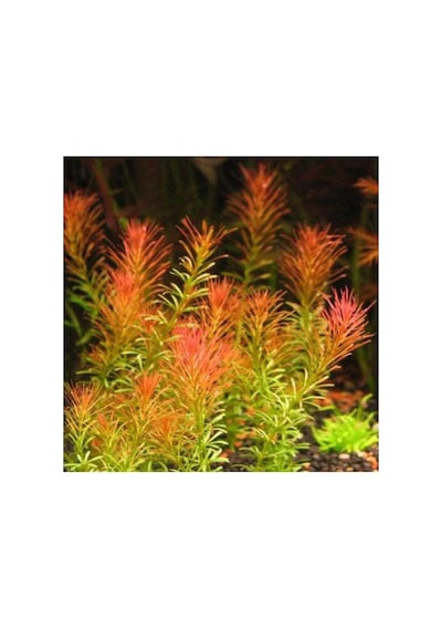 Rotala Wallichi In Vitro Canlı Bitki Çok Renkli