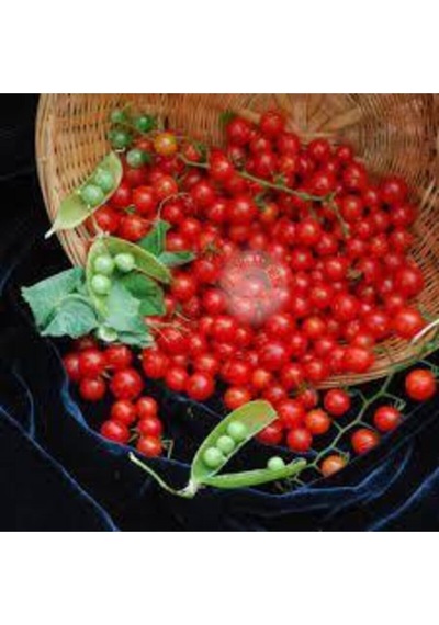 50 Adet Tohum Nadir Ithal Cherry Minik Bezelye Domates Tohumu Sürpriz Hediye Tohum..