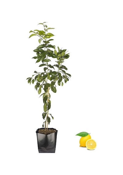 Aşılı Bodur Yediveren Mayer Limon Fidanı Torbada 3 Yaş 80 - 90 CM