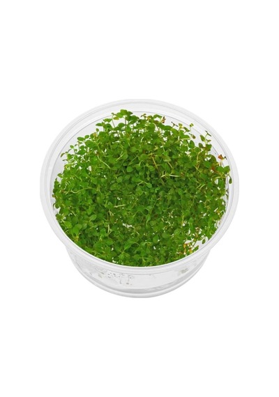 Ludwigia Mini Super Red In 200cc Canlı Bitki