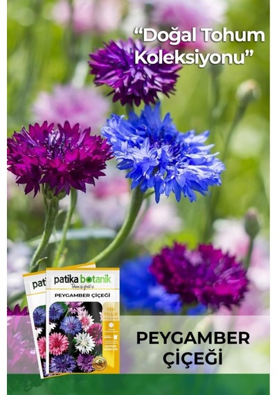 50 Adet Peygamber Çiçeği Tohumu (Centaurea)