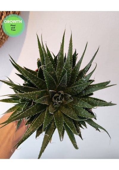 Aloe Aristata Sukulent 1 Adet