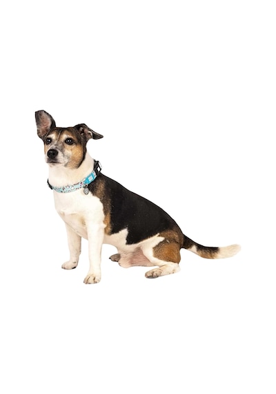 Max & Molly Urban Pets Original Serisi Akıllı Künyeli Köpek Boyun Tasması S, Unicorn