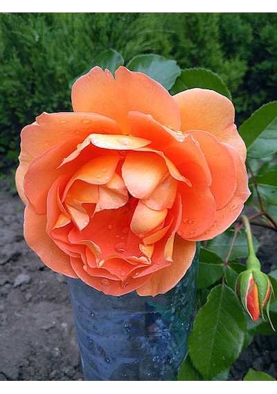 Turuncu Orange Pompon Yediveren 30 65cm Saksılı Aşılı Gül Orange Rose