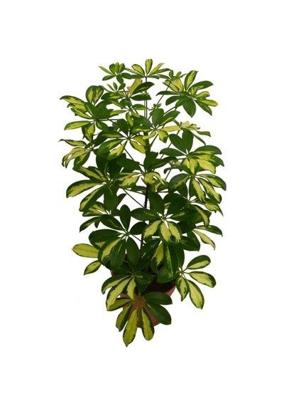 Videolu Alacalı Şeflera Çiçeği Fidanı 1 Adet Saksılı/tüplü 40-60cm Iç Mekan Bitkisi Schefflera