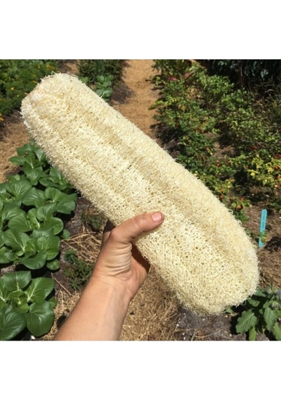 Eko Paket 20 Adet Tohum Nadir Ithal Lif Kabağı Tohumu Kabak Tohumu