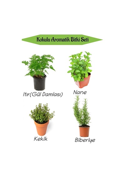 Tr Aromatik Kokulu Mutfak Seti, Itır Çiçeği+nane+kekik+biberiye Fidesi, 4 Adet