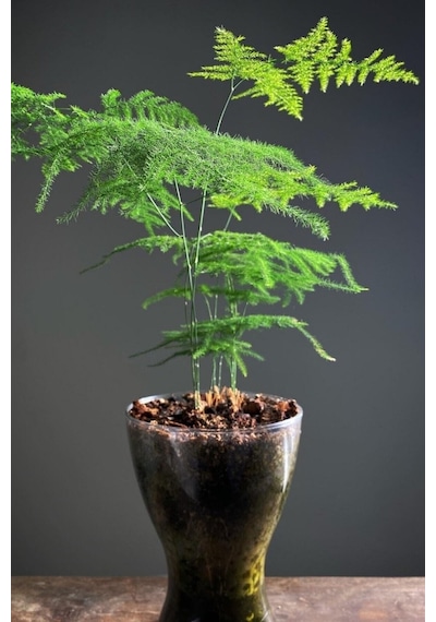 Tül Kuşkonmaz Asparagus 1. Kalite 10 15 Cm