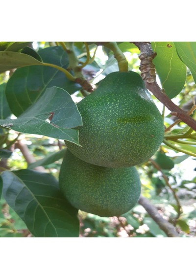 Avokado 10 Kg Anamur