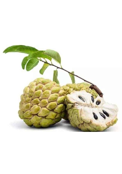 Sugar Apple Fidanı Aşısız 2 Yaş 40 Cm