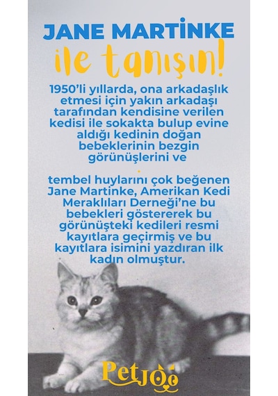 Petjoo 5.Jane Martinke Sarı-Mavi Qr'lı Kedi Künyesi