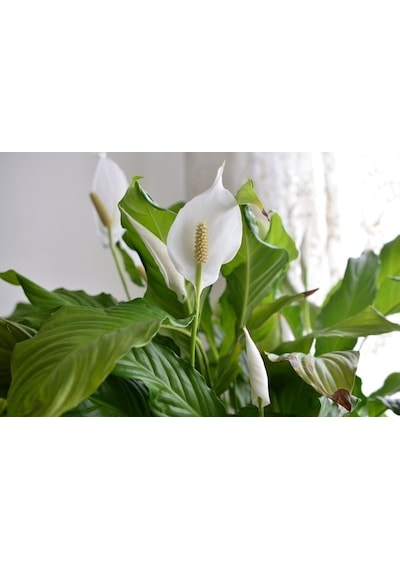 Barış Çiçeği Spathiphyllum 40cm 3 Adet