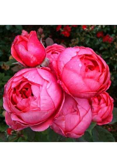Tüplü Gartenprinzessin Marie Jose Yediveren Yoğun Kokulu Parfüm Gül Fidanı