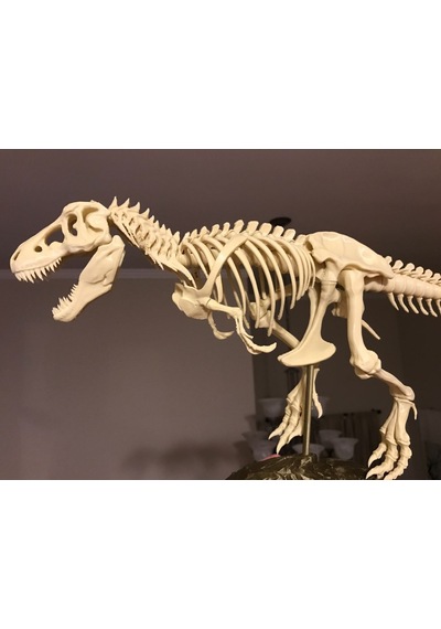T-rex İskeleti Büyük Dinazor İskeleti 20 Cm