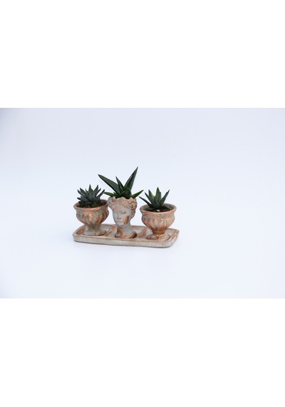 Trio Helen Orange Sukulent Seti - Haworthia Pumila. Aloe Ferox