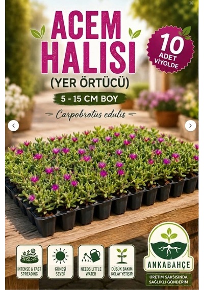 Asteriks Mezar Üstü Bitkisi 10 Adet Acem Halısı