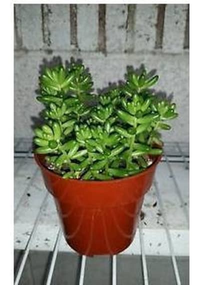Sedum Rubrotınctum 180 Adet - Teraryum İçin Sukulent Yer Örtücü B