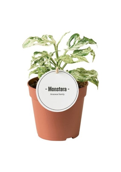 Monstera Adansonii 'Frozen Freckles' (Deve Tabanı) Ø12 CM Y15-20 CM