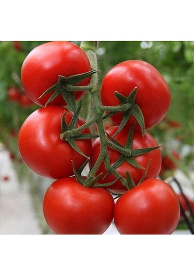 Süper Paket Erkenci Salkım Domates Tohumu Domates Tohumu 110 Adet Tohum
