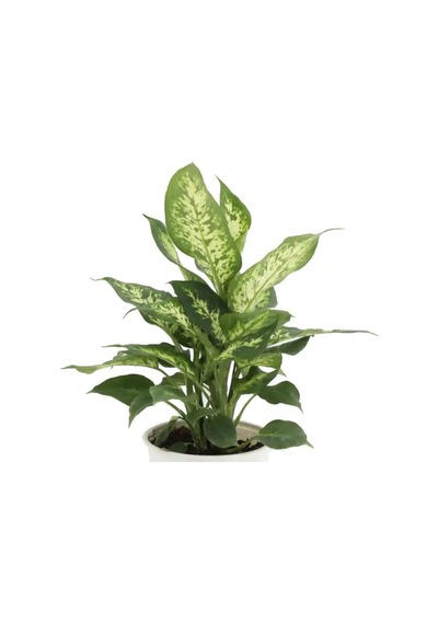 Difenbahya Dieffenbachia Camilla Compacta Yeşil
