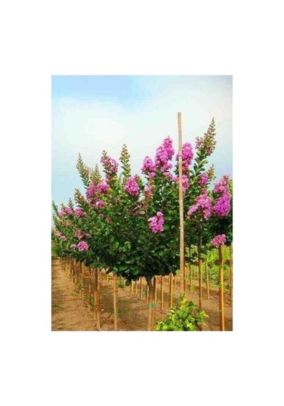 Zarif Mor Oya Ağacı Fidanı 10-20 Cm