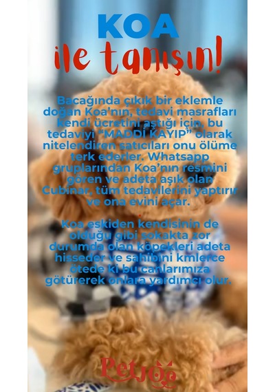 Petjoo 14.Koa Kırmızı-Mavi Qr'lı Köpek Künyesi