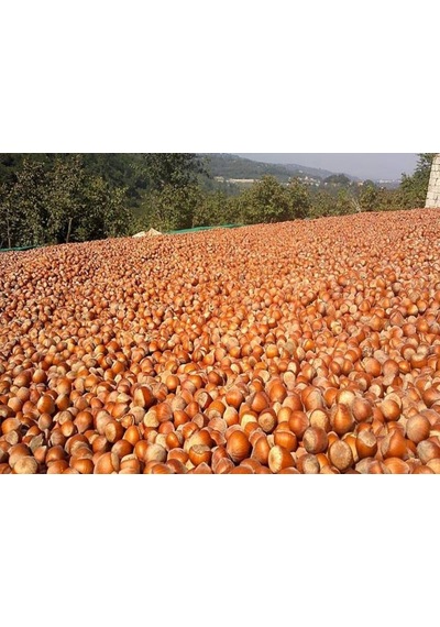 Işıktepe Fındık Express Kabuklu Fındık 10 KG