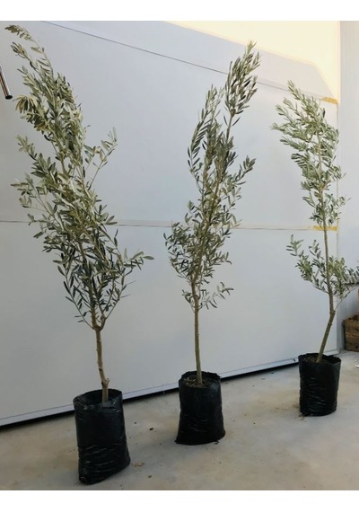 Tüplü Zeytin Ağacı Fidanı Gemlik Zeytin Fidanı