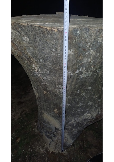 Kayın Ağacı Tomruk - Kütük - Boy 72cm Çapı 100-140 Cm 72x110