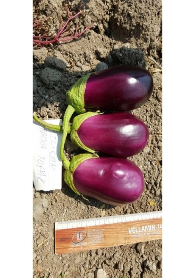 Antep Dolmalık Kurutmalık Mor Patlıcan Tohumu 10 Gr