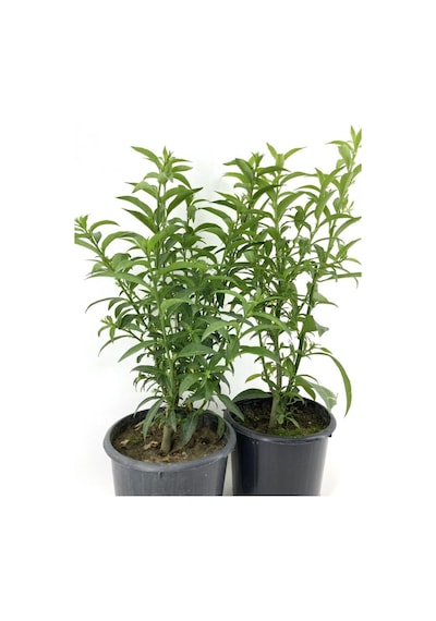 Videolu Melisa Kolanya Çiçeği 50 70 Cm 4 Adet Saksılı Çiçekli Dış Mekan Bitkisi Melissa Officinalis